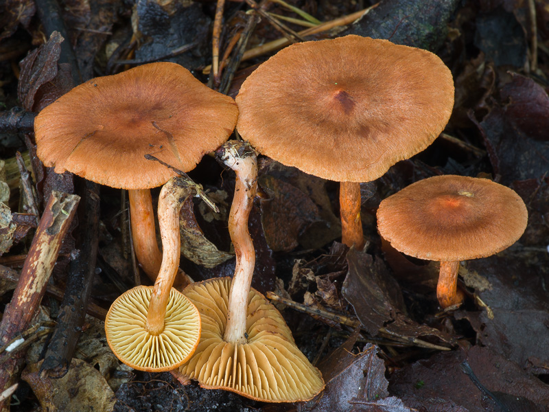 Cortinarius uliginosus